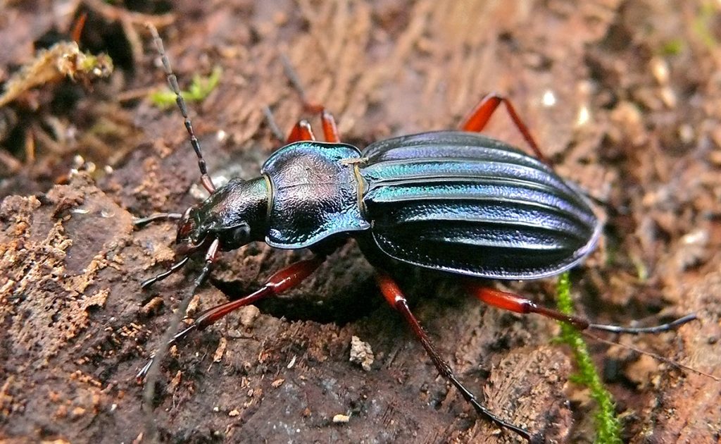 Golden Ground Beetle Chrysocarabus auronitens
