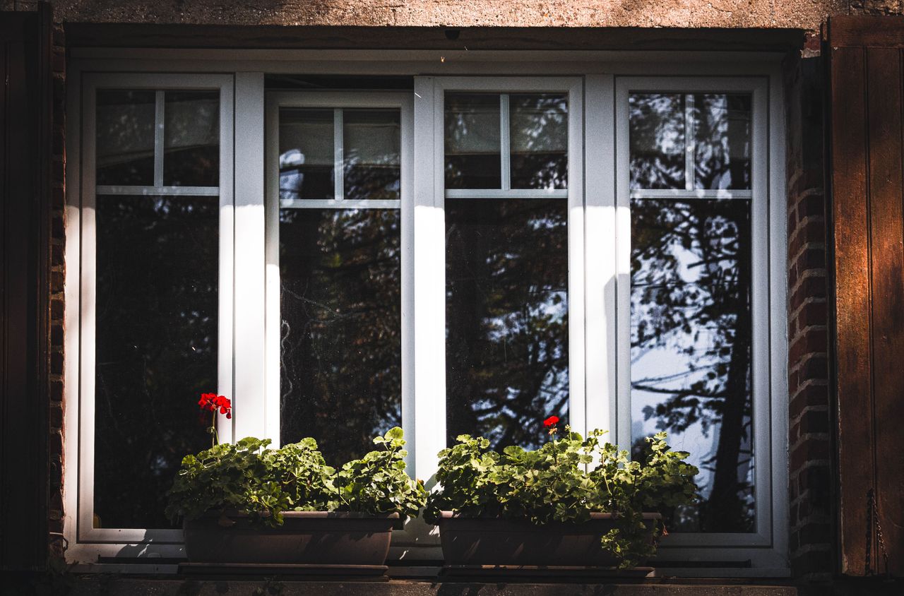 A charming window with red geranium flowers illuminated by soft daylight shadows.